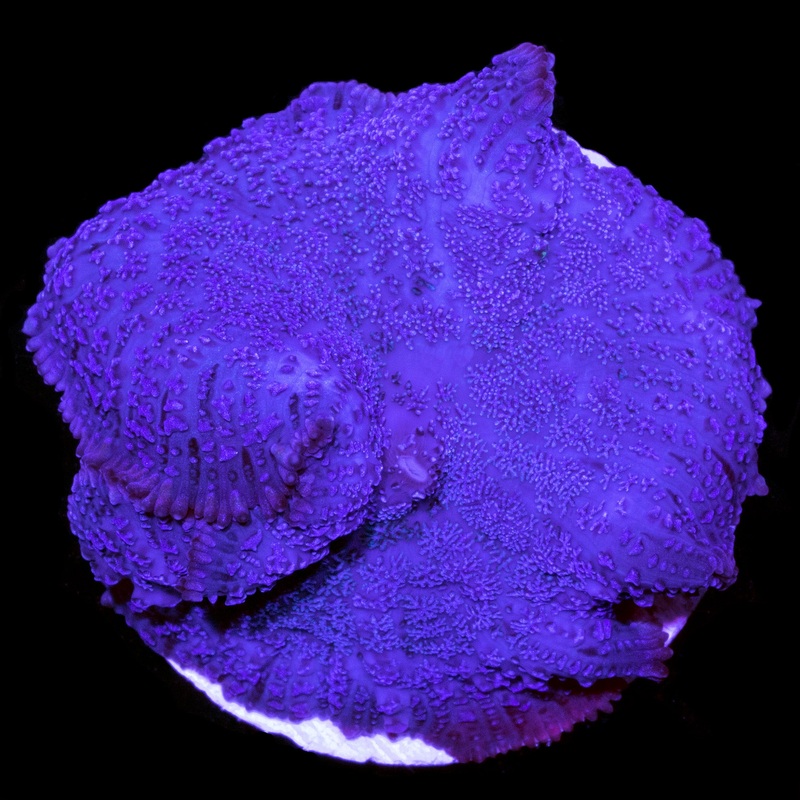 Purple Bullseye Mushrooms