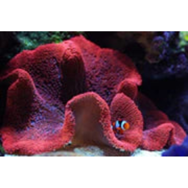 Red Carpet Anemone