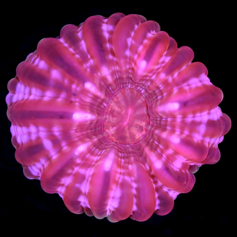 Red Cynarina Coral