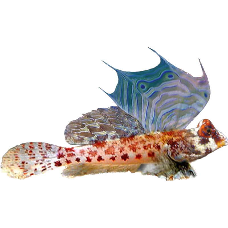 Red Scooter Blenny