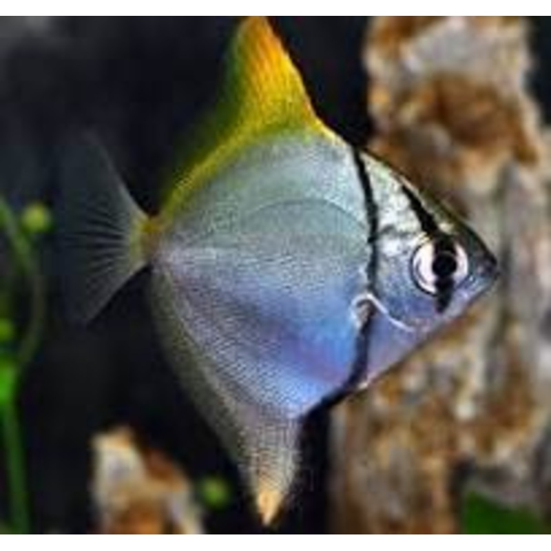 Saltwater Monos