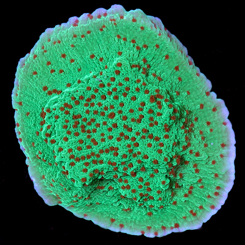 Season's Greetings Montipora Coral