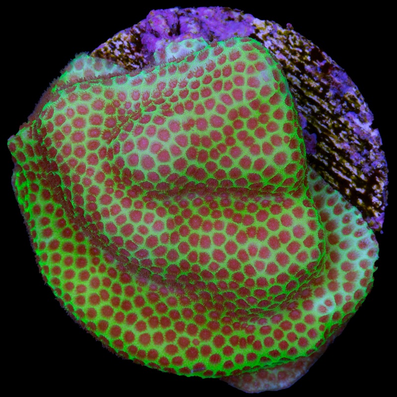 Sonic Cherry Stylocoeniella Coral