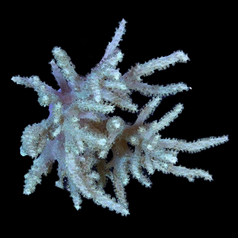 Spaghetti Leather Coral