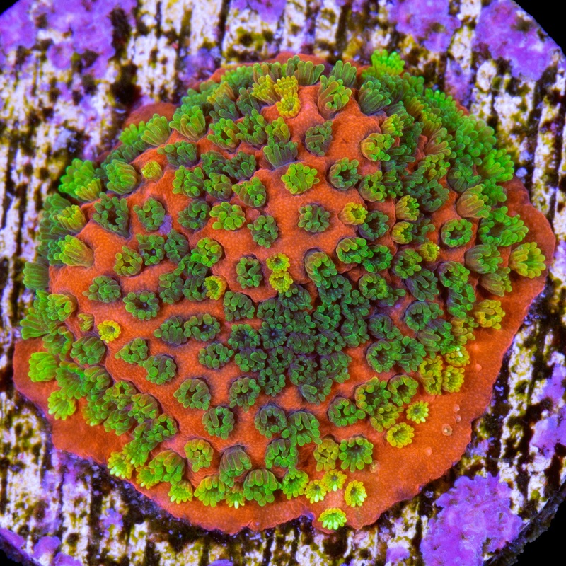 Sunset Montipora Coral