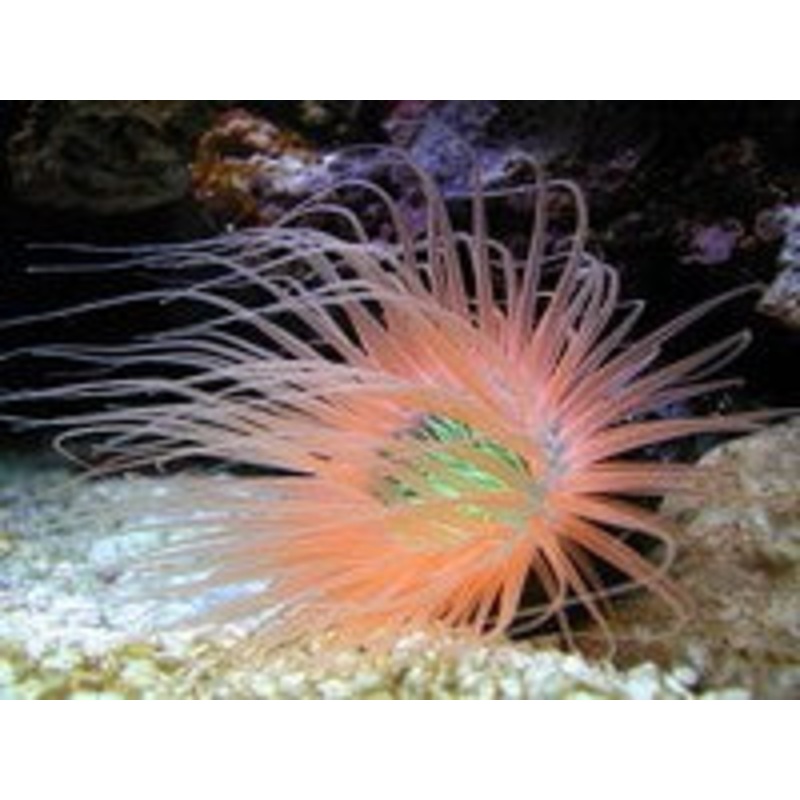 Tube Anemone - Ultra Orange & Green Centre