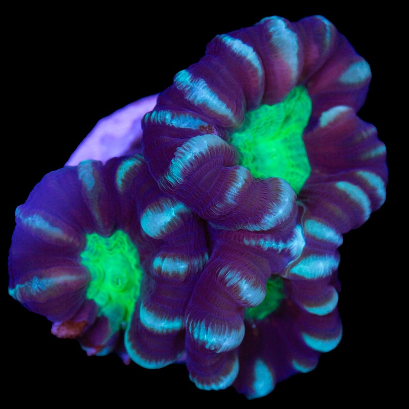 Vivid's Green Eye Candy Cane Coral