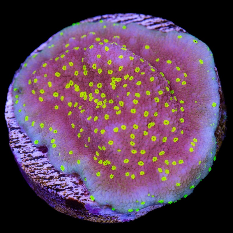 Vivid's Neptune Montipora