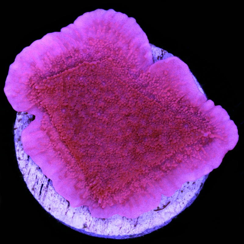 Vivid's Red Cap Montipora Coral