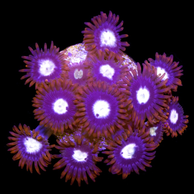 Vivid's Starfire Zoanthids
