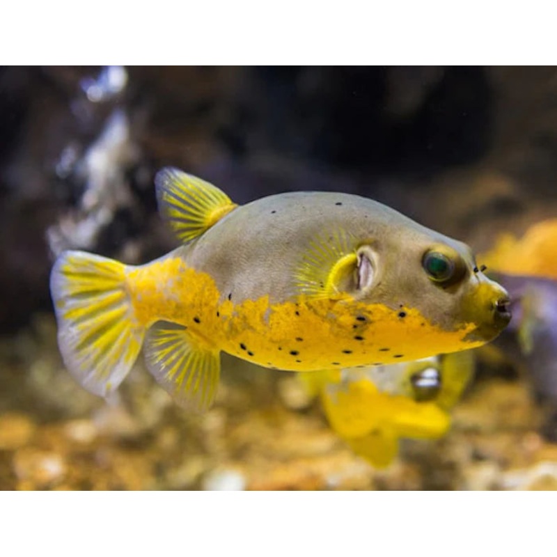 Yellow Belly Dog Face Puffer