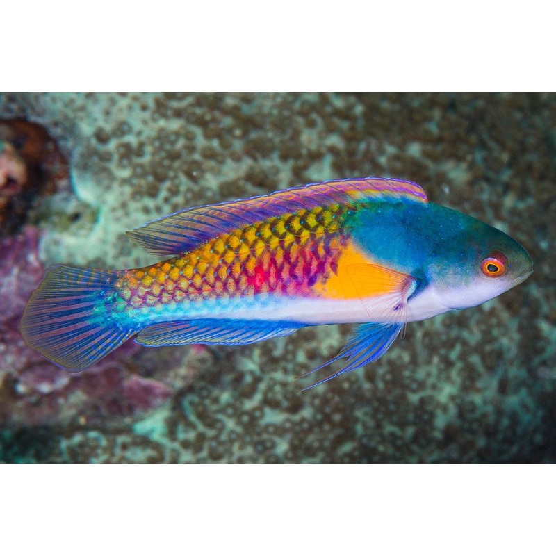Yellow Flanked Fairy Wrasse Male