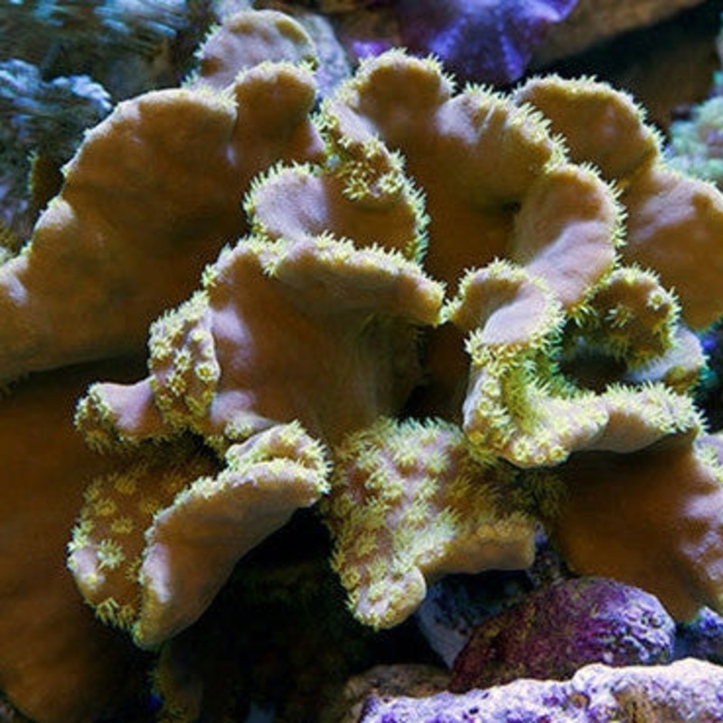 Yellow Scroll Coral