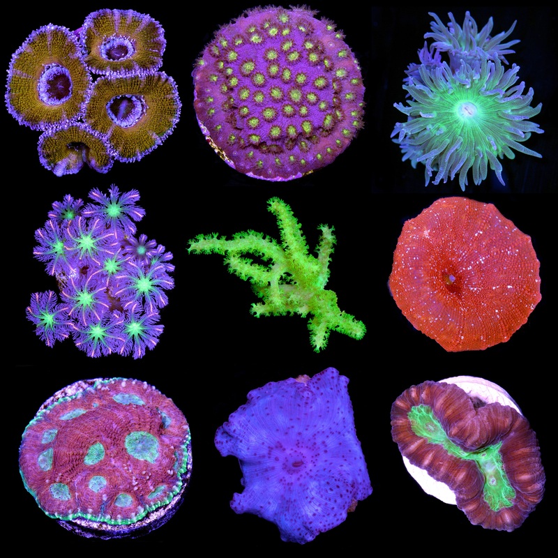 Assorted Beginner Coral Frag Pack