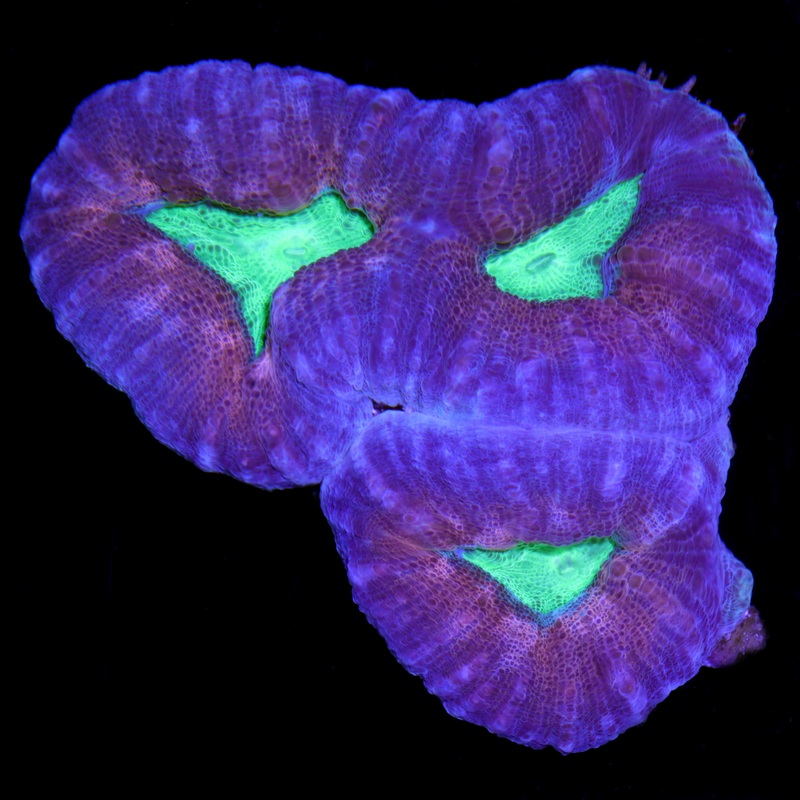 Aussie Molten Lobophyllia Coral