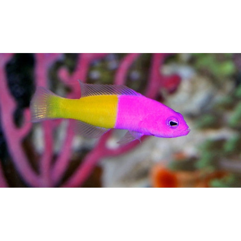 Bicolor Pseudochromis
