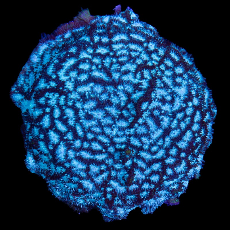 Brain Freeze Leptoseris Coral