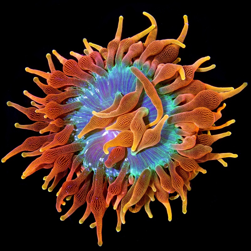 Colorado Sunburst Anemone (Aqua Cultured)