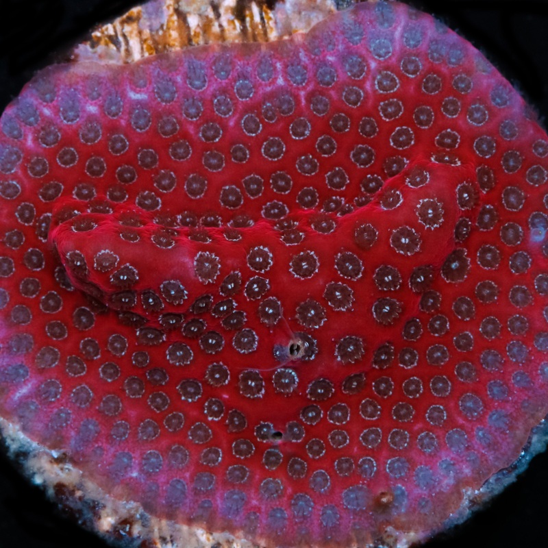 Darth Maul Porites Coral