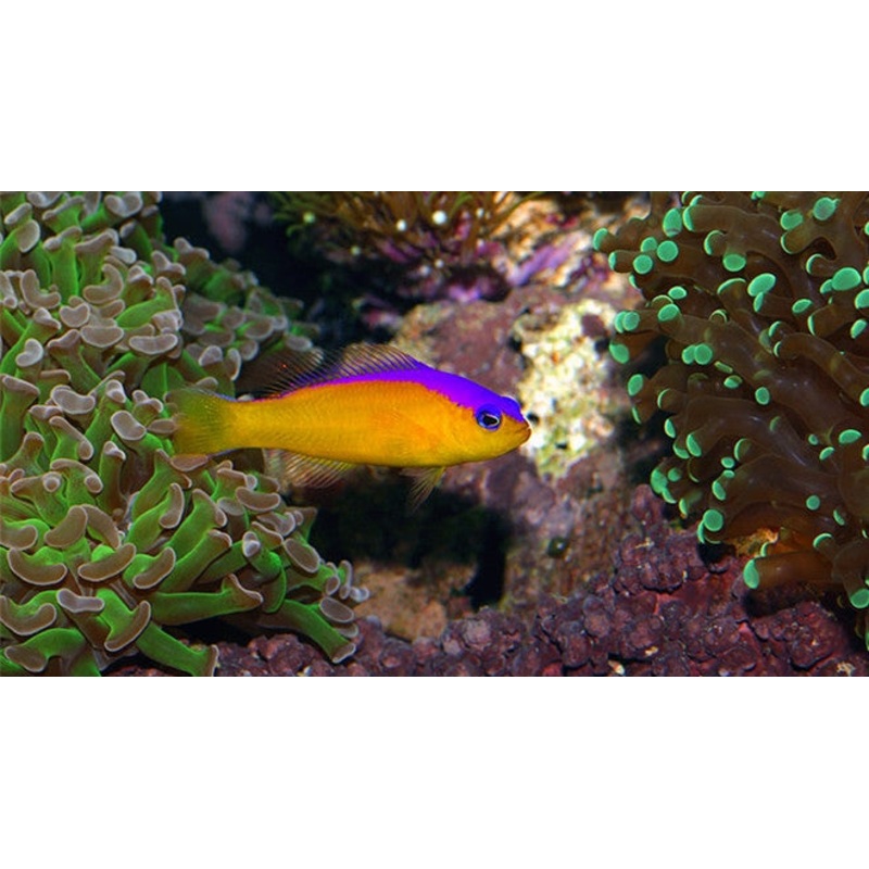 Diadem Pseudochromis