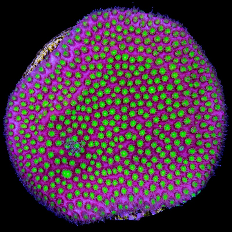 Electric Daisy Stylocoeniella Coral