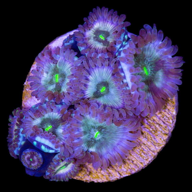 Hawaiian Zoanthids