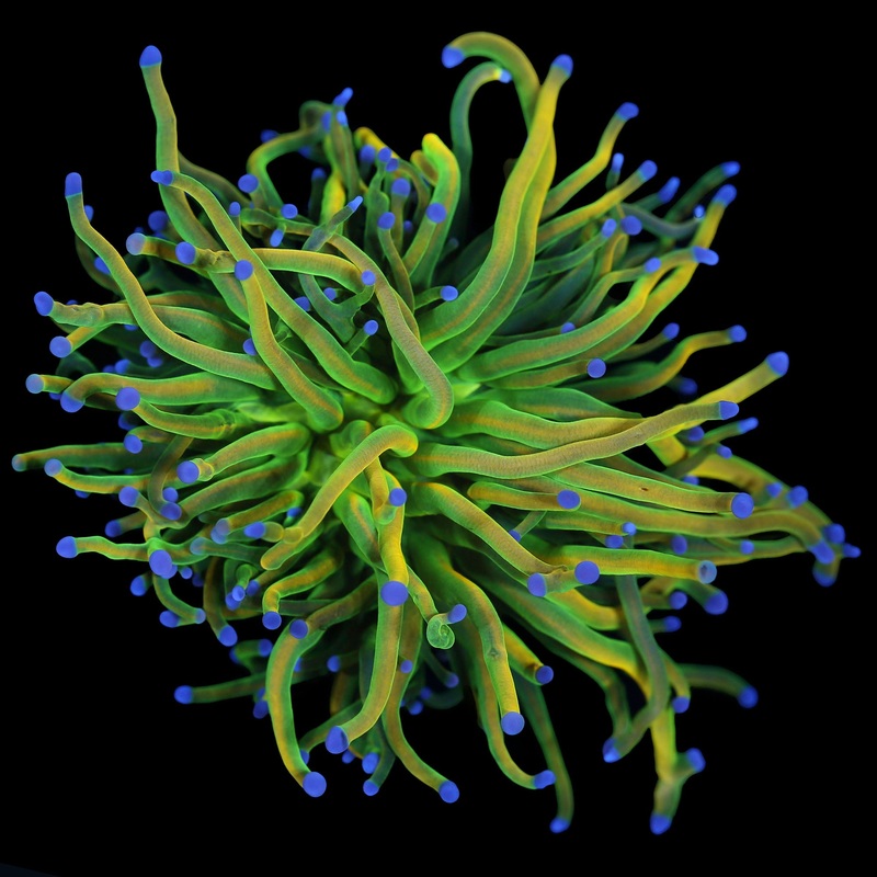 Holy Grail Torch Coral