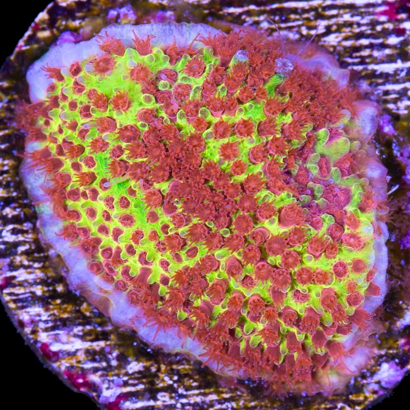 JF Burning Banana Stylocoeniella Coral