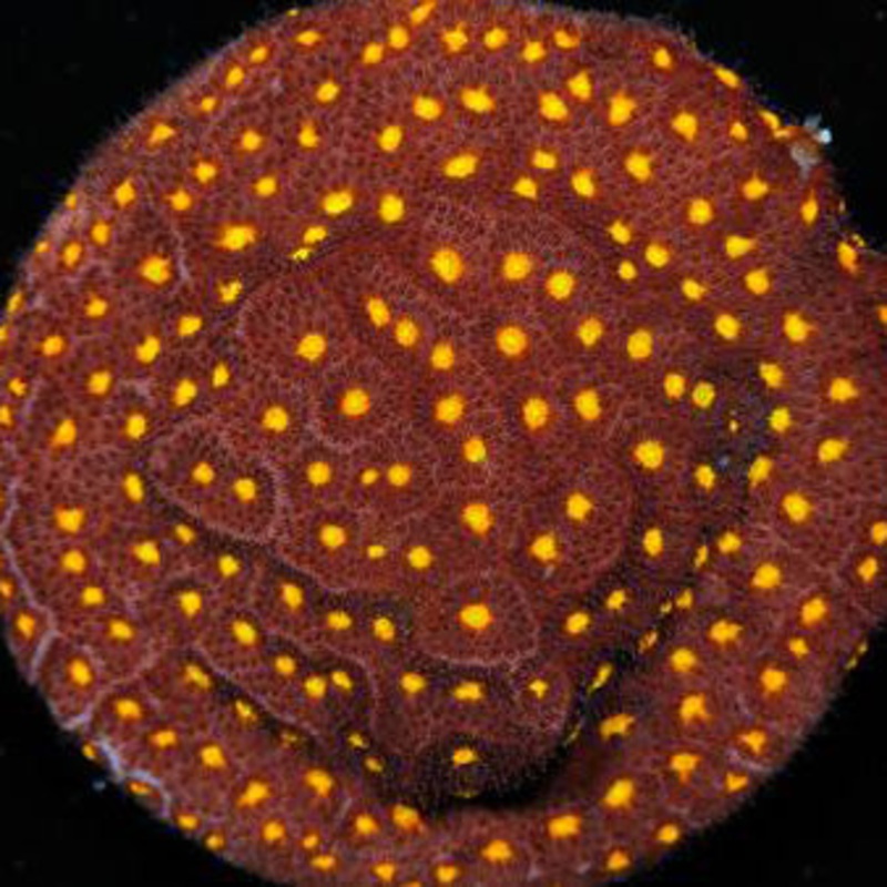 JF Outer Space Psammocora Coral