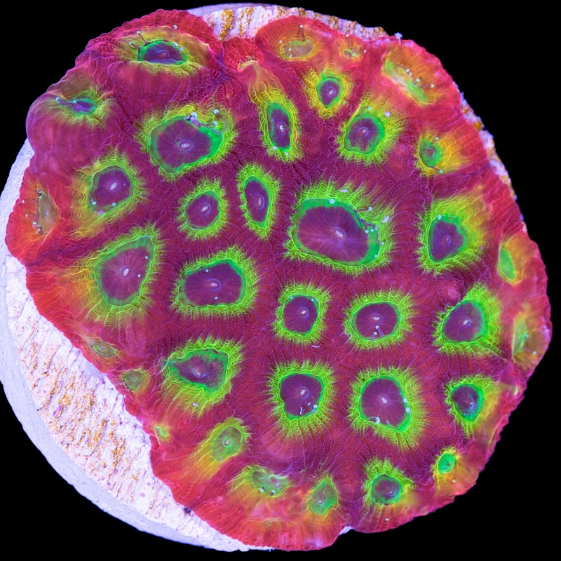 JF Sector 001 Favia Coral