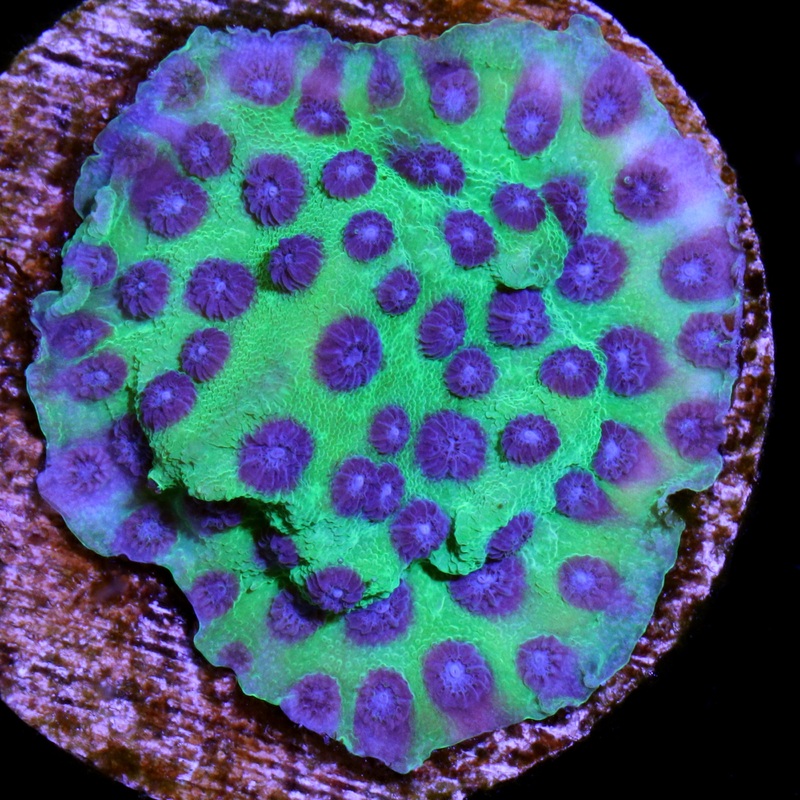 Joker Cyphastrea Coral