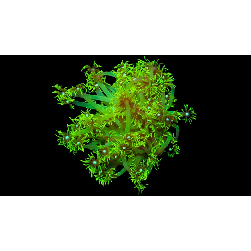 Large Green Goniopora Colony