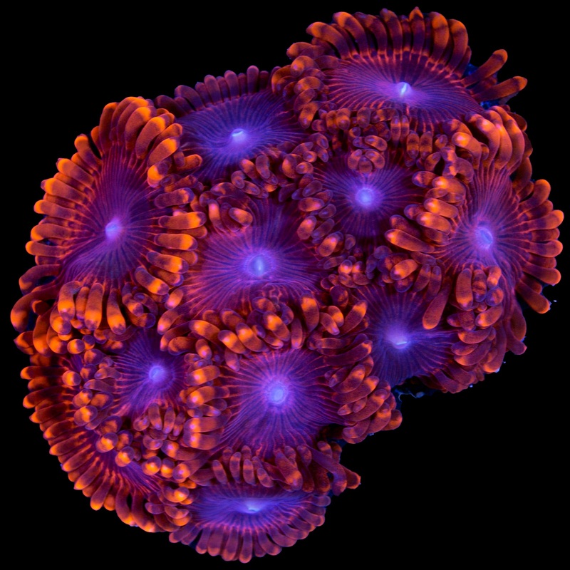 Lunar Eclipse Zoanthids