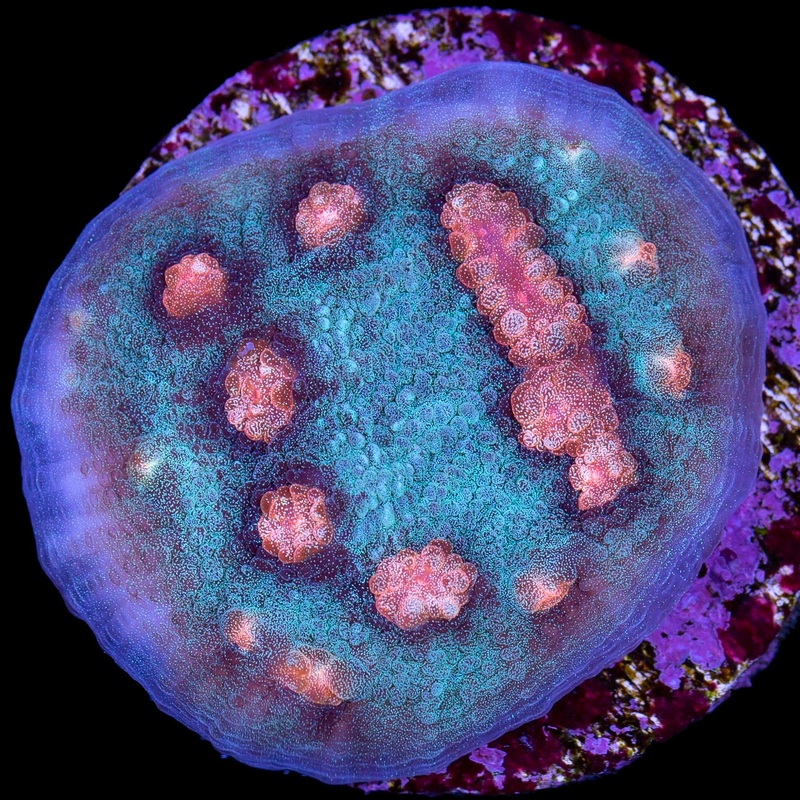 Mango Mycedium Coral