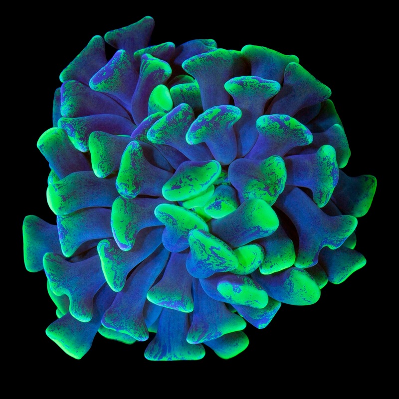 Marbled Branching Hammer Coral