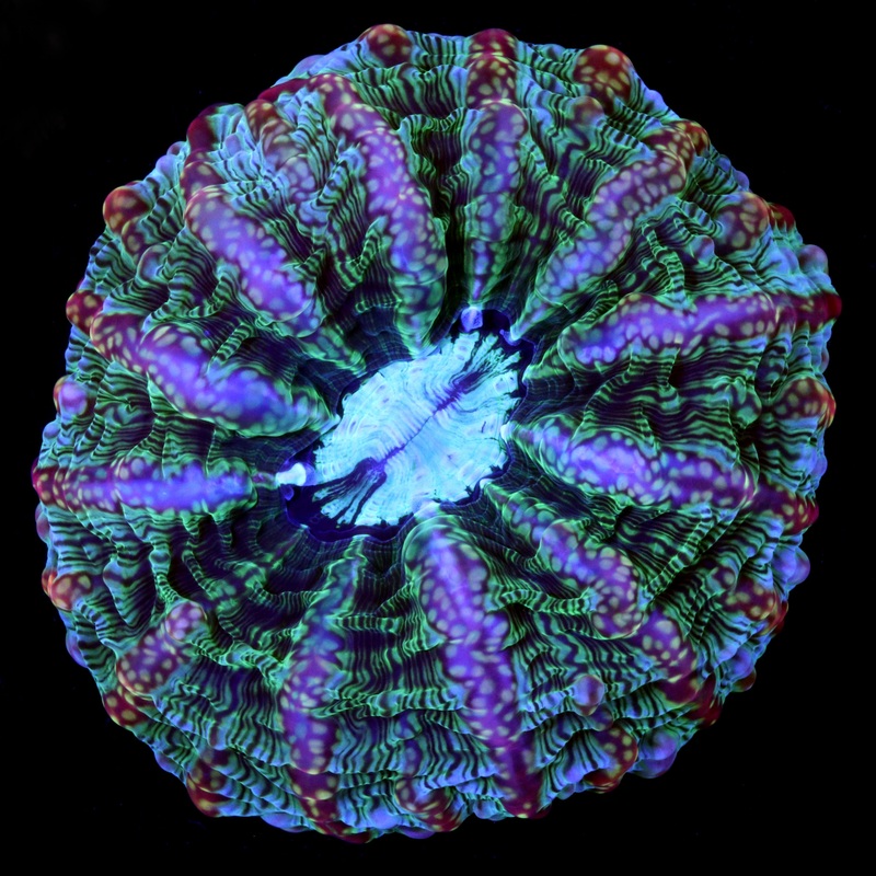 Master Indophyllia Coral