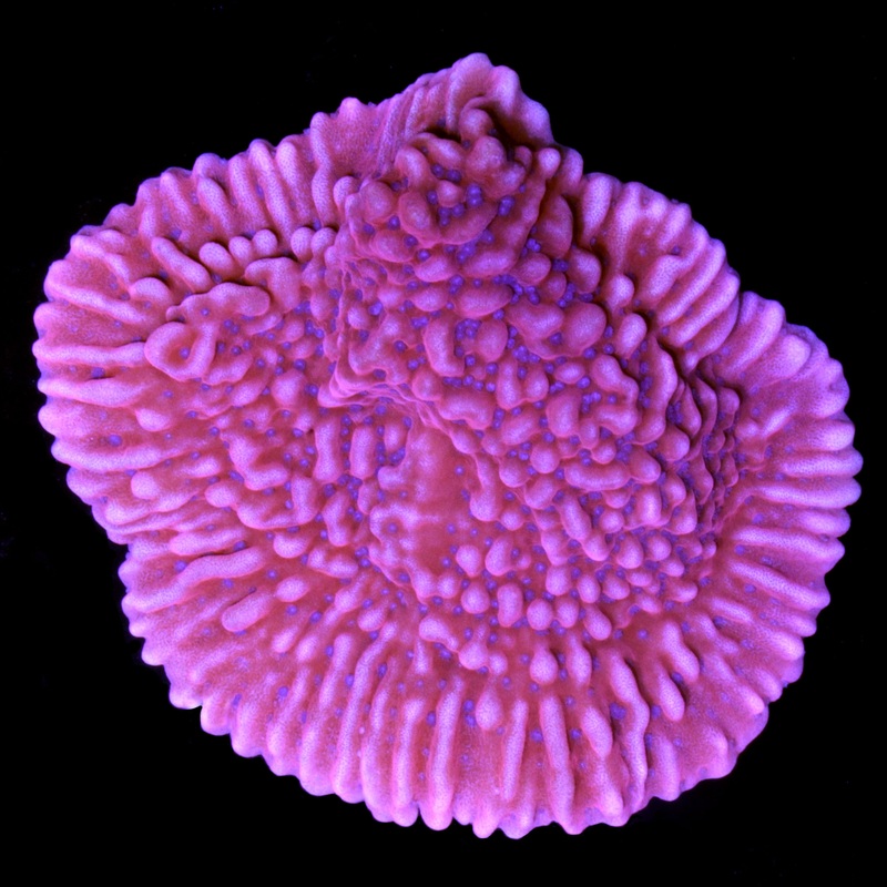 Meanstreak Montipora Coral