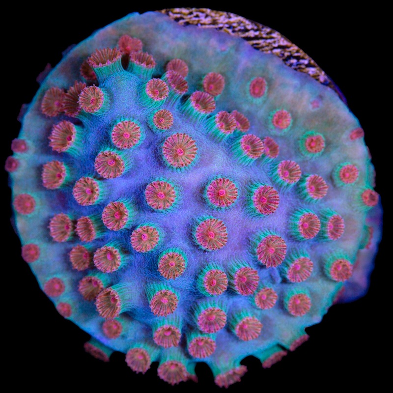 Meteor Shower Cyphastrea Coral