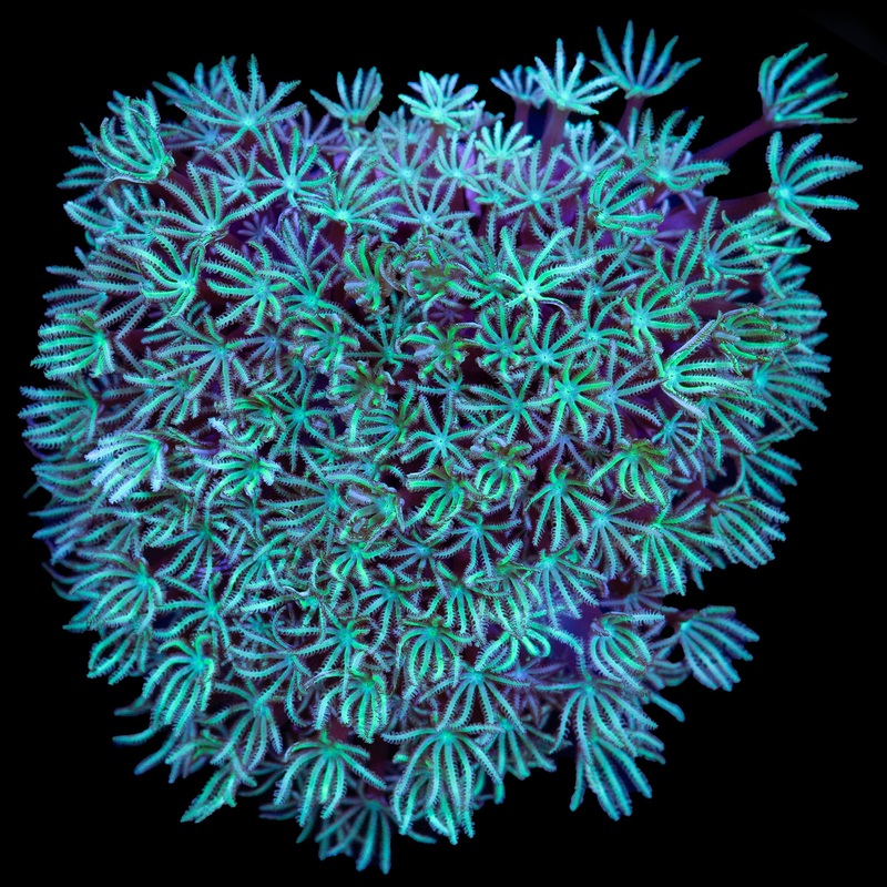 Minty Green Pipe Organ Coral