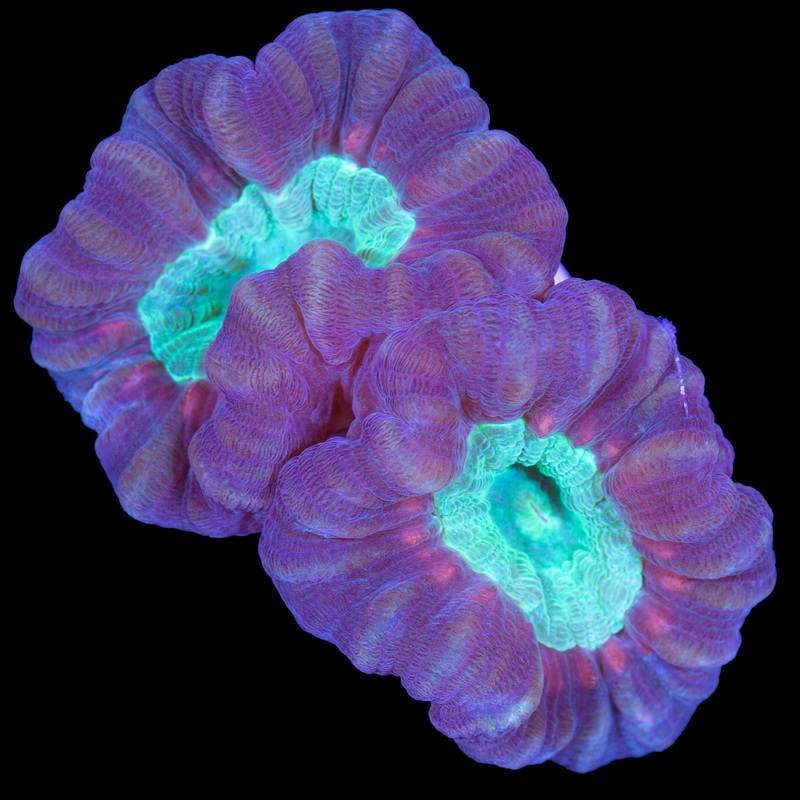 Multicolor Candy Cane Coral