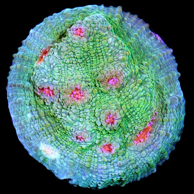 Mummy Eye Echinophyllia Coral