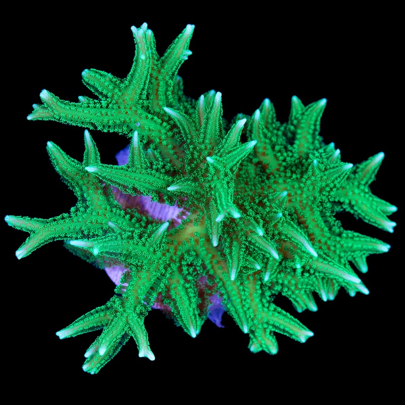 Neon Green Birdsnest Coral