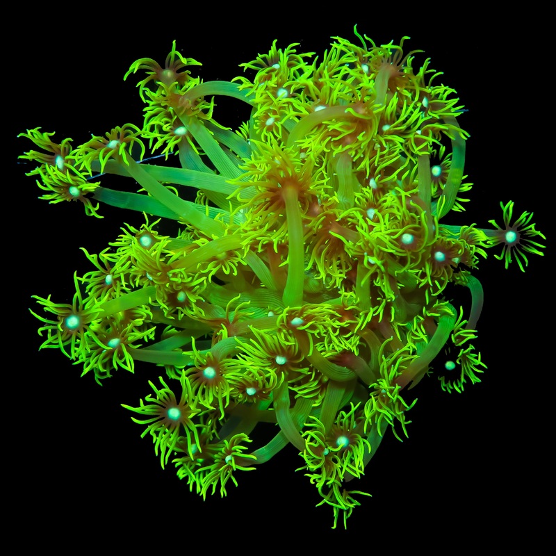 Neon Green Goniopora Coral Colony