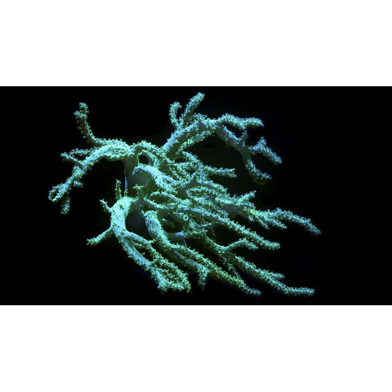 Neon Green Spaghetti Leather Colony