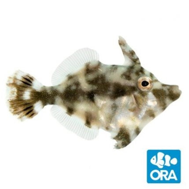 ORA Aiptasia Eating Filefish