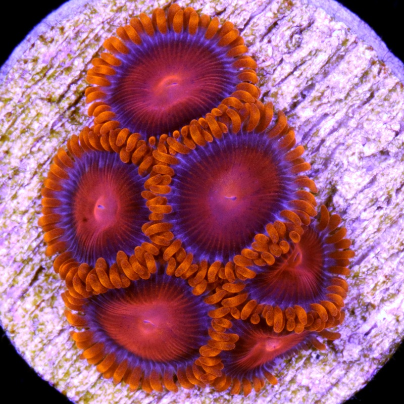 Orange Bam Bam Zoanthids