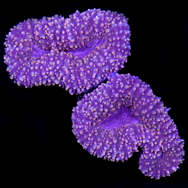 Orange Carpet Lobophyllia Coral