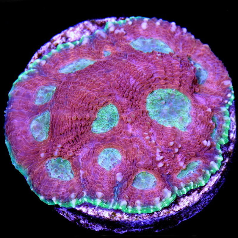 Orange Crush Acan Echinata Coral