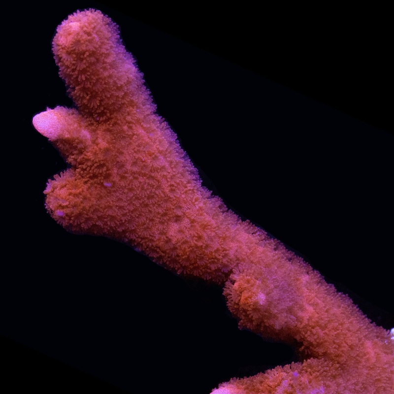 Orange Montipora Digitata Coral