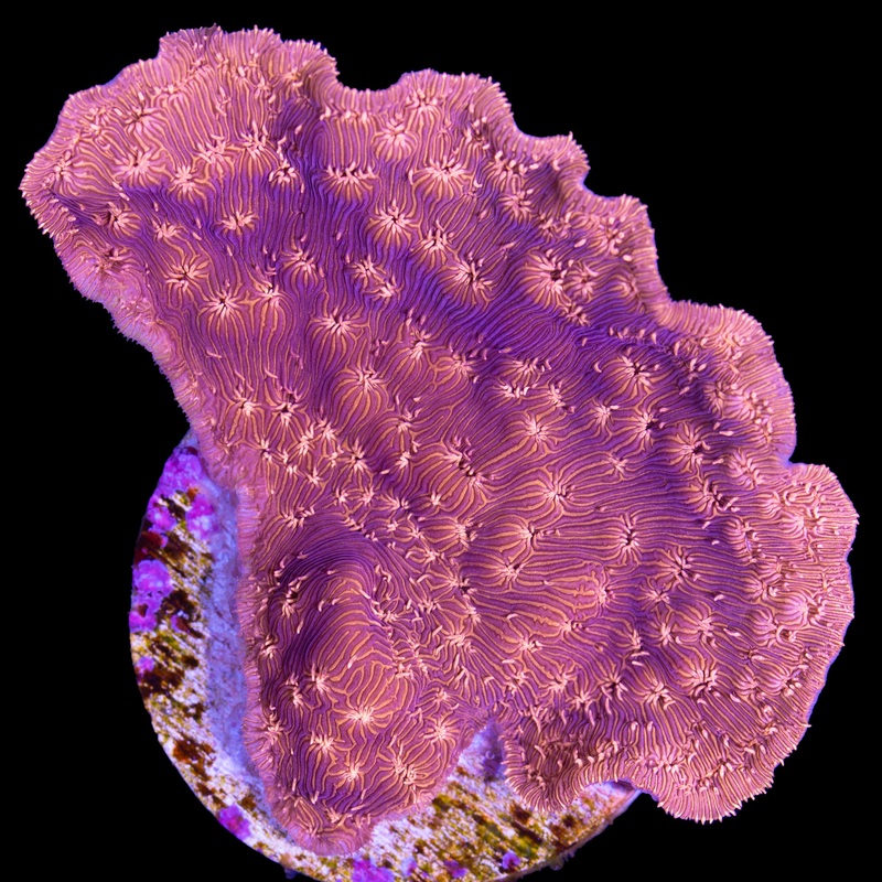 Orange Pavona Maldivensis Coral